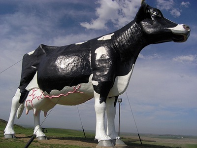 Salem Sue - The World's Largest Cow | Amusing Planet